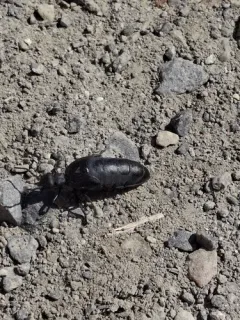 Meloe bitoricollis thumbnail 1