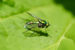 Condylostylus nigrofemoratus thumbnail 4