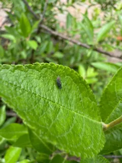 Yellow-faced Leafhopper thumbnail 3