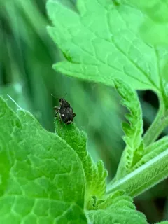 Pointed Minute Seed Weevil thumbnail 3