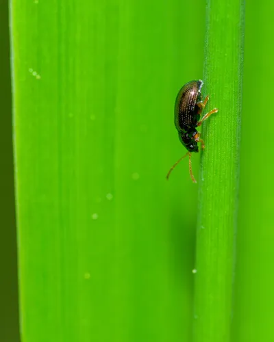 Crepidodera aurea