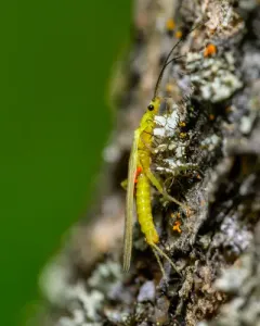 Striped Sallfly thumbnail 2