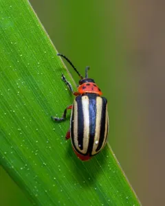 Disonycha latiovittata thumbnail 4
