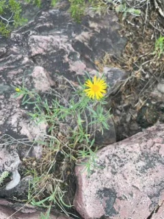 Stiffleaf False Goldenaster thumbnail 3