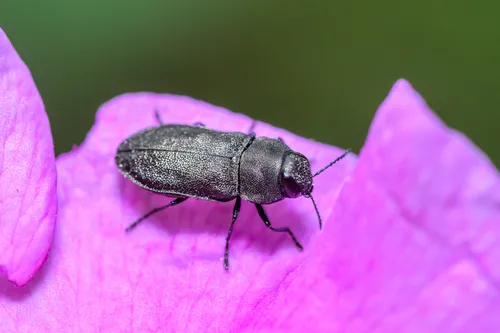 Anthaxia helvetica