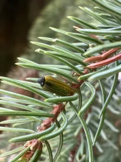 Balsam Fir Sawfly thumbnail 3