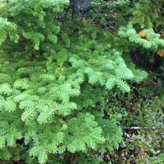 balsam fir thumbnail 3