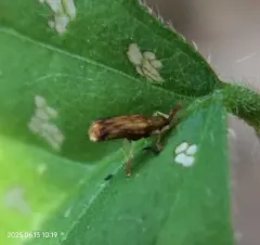 Sumitrosis rosea thumbnail 3