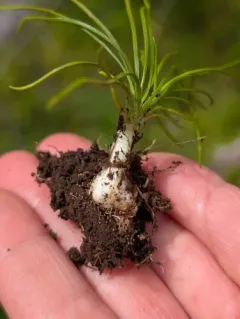 Columbia Quillwort thumbnail 4