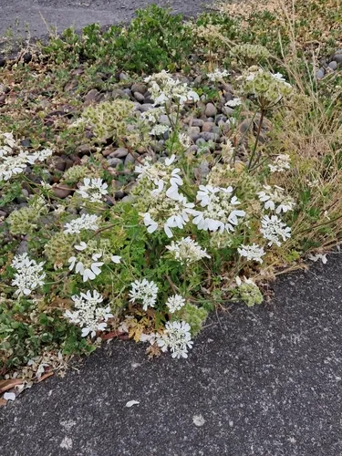 Large-flowered Orlaya