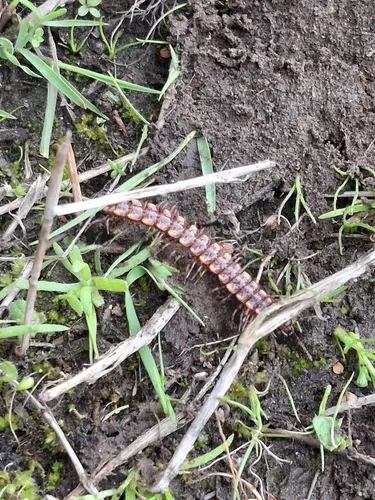 Kepolydesmus anderisus