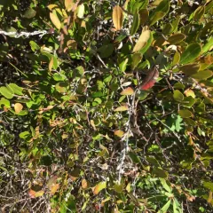 leatherleaf thumbnail 2