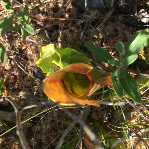 purple pitcher plant