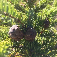 black spruce thumbnail 4