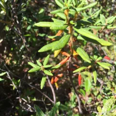 Bog Labrador Tea thumbnail 4