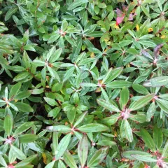sheep laurel thumbnail 2