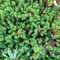 black crowberry thumbnail 4