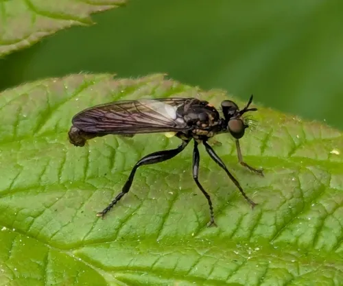 Eudioctria media
