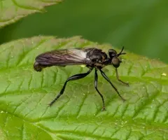 Eudioctria media thumbnail 1