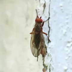 Amoebaleria defessa thumbnail 4