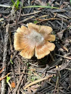 Inocybe rainierensis thumbnail 2