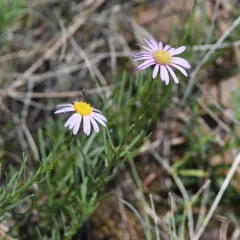 Leafy Fleabane thumbnail 3
