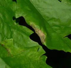 Oak Anthracnose thumbnail 3
