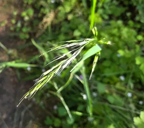nodding trisetum