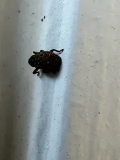 Apteromechus ferratus thumbnail 2