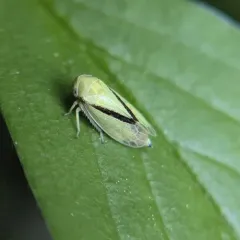 Oncopsis variabilis thumbnail 4