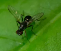 Nemopoda nitidula thumbnail 3