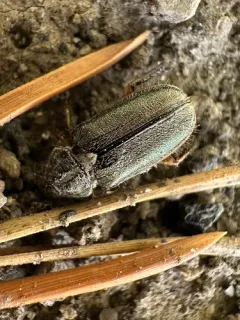 Dichelonyx vicinus thumbnail 2