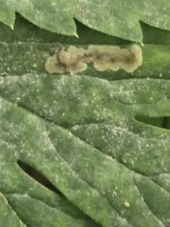 Phytomyza hydrophyllivora thumbnail 2