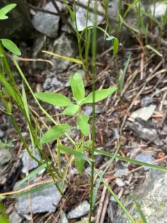 Fogg's Goosefoot thumbnail 3