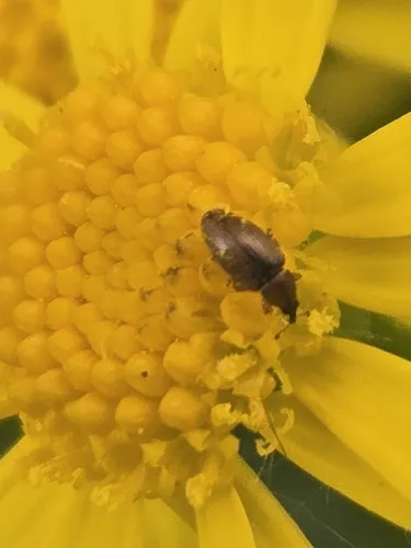 Phyllotrox ferrugineus