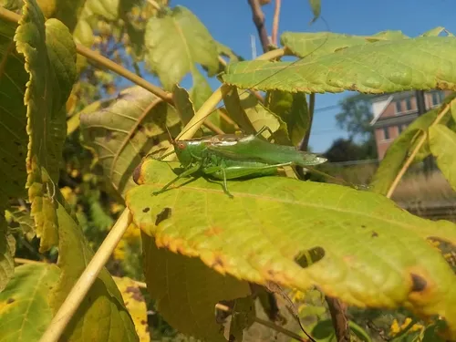 Common Meadow Katydid