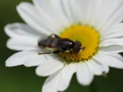 Yellow-thighed Thick-leg Fly thumbnail 3