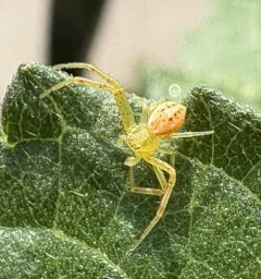 Swift Crab Spider thumbnail 4