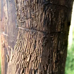 Eastern Ash Bark Beetle thumbnail 1