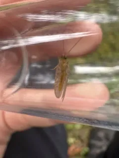 Hemerobius conjunctus thumbnail 4