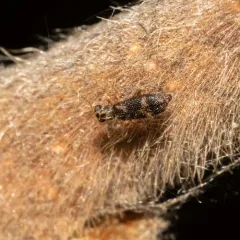 Madoniella dislocata thumbnail 4