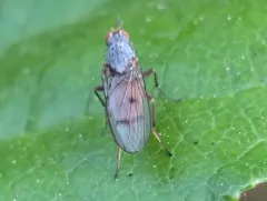 Amoebaleria infuscata thumbnail 4