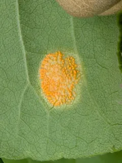 Puccinia windsoriae thumbnail 3