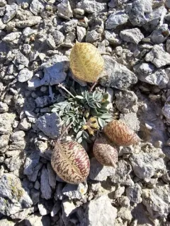 broad-keeled milkvetch thumbnail 4