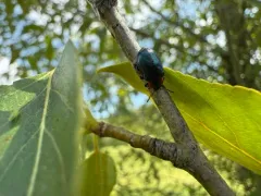 Chrysomela confluens thumbnail 4