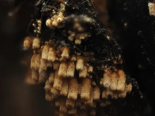 Woldmaria filicina