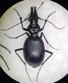 Angular Snail-eating Beetle thumbnail 4