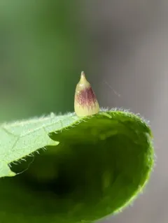 Hackberry Jelly Bean Gall Midge thumbnail 1
