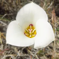 Leichtlin's Mariposa Lily thumbnail 2
