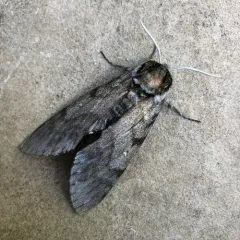 Catalpa Sphinx thumbnail 3
